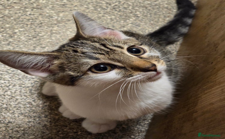 Domestic Shorthair cats - Advert 4