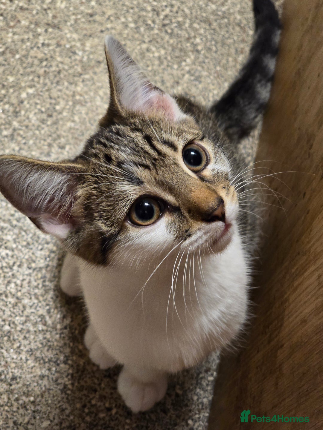 Domestic Shorthair cats for sale: Kittens for sale - Image 1