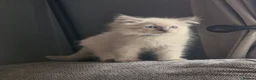 Ragdoll cats for sale: Beautiful ragdoll kittens - Advert 9