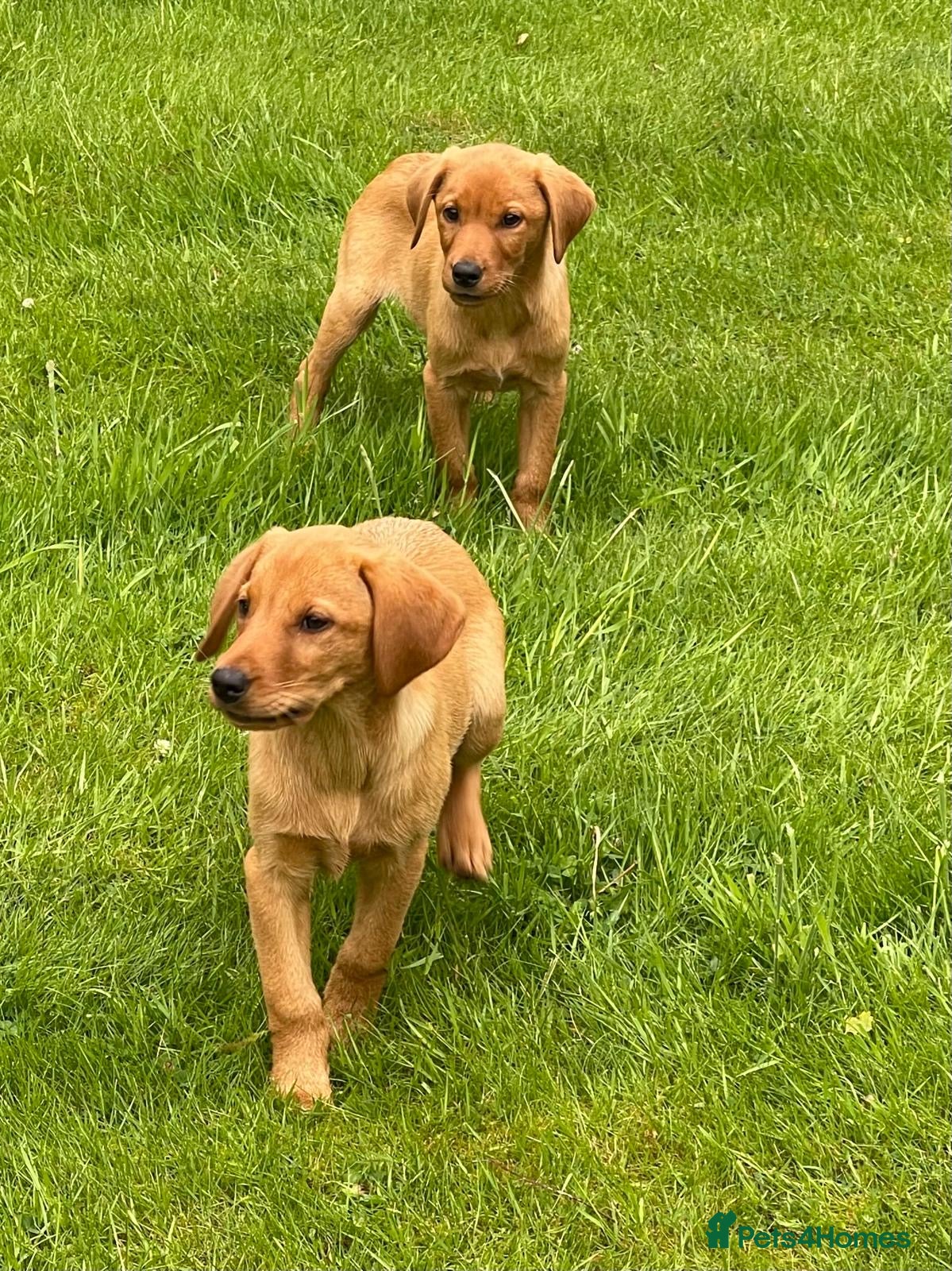Labrador Retriever dogs for sale: Fox Red Labradors Puppies- Ready Go Go in Rotherham - Advert 5