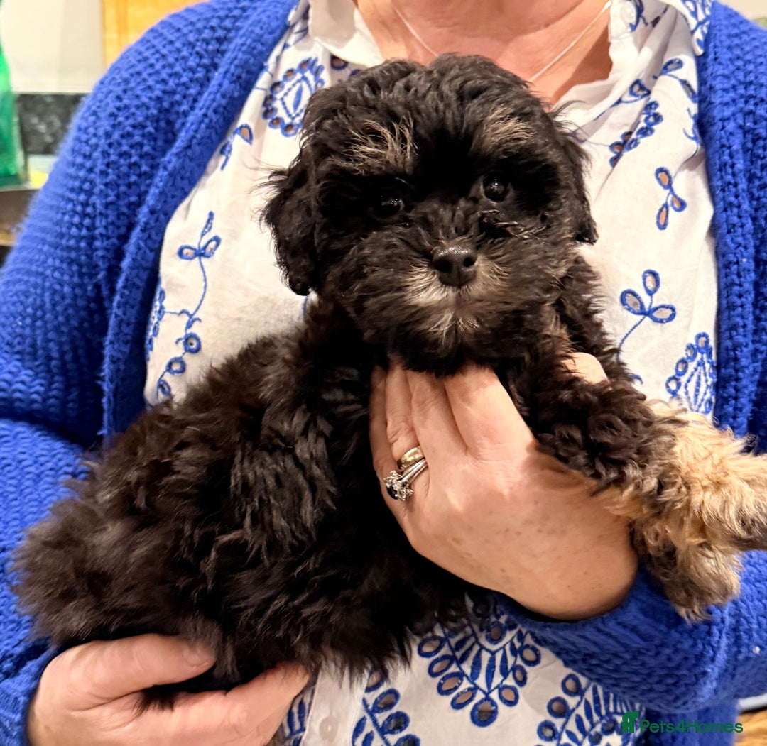 Shihpoo dogs for sale: Stunning Phantom Shihpoos! - Advert 2