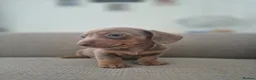 Miniature Dachshund dogs for sale: Miniature dashaund  - Advert 7
