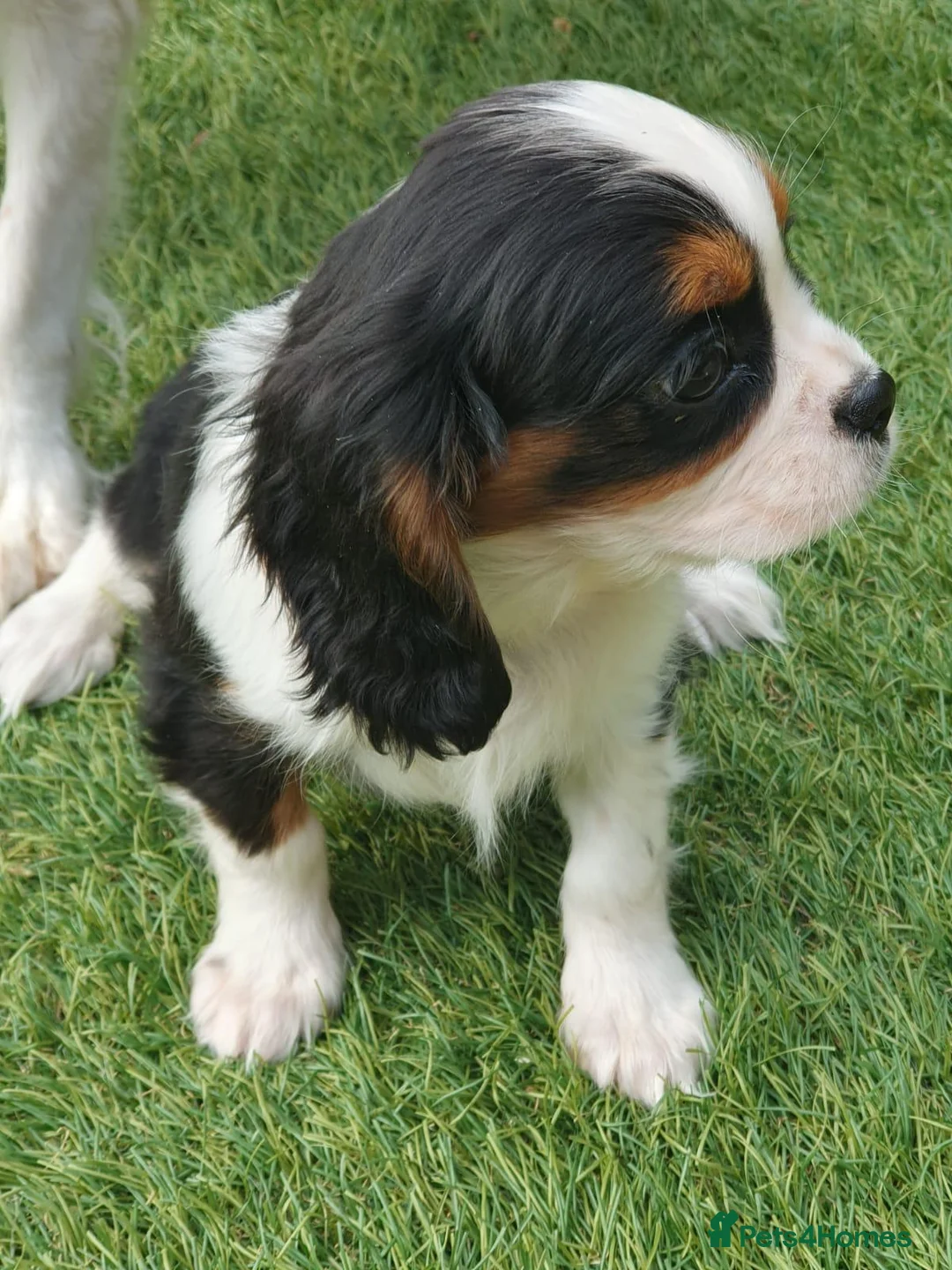 Cavalier King Charles Spaniel dogs for sale: King Charles Cavalier puppies in Billingshurst - Advert 8