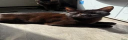 Mixed Breed cats for sale: Four Gorgeous Kittens Looking for Forever Homes! - Advert 1