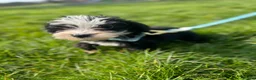 Sheepadoodle dogs for sale: Micro mini Sheepadoodles 1 littlegirlleft - Advert 13