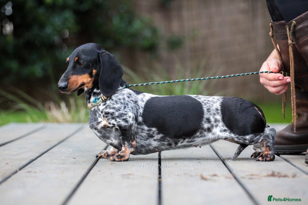 Miniature Dachshund dogs for sale: RUSSIAN PEDIGREE PIEBALD MINIATURE DACHSHUNDS - Advert 3