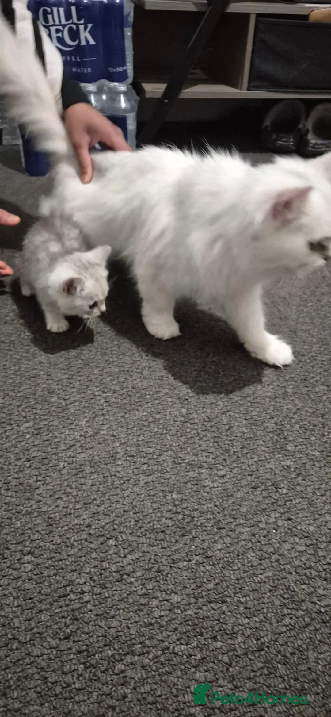 Mixed Breed cats for sale: Beautiful Female Persian Cross Kittens - Advert 2