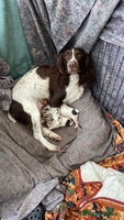 English Springer Spaniel dogs - Advert 1