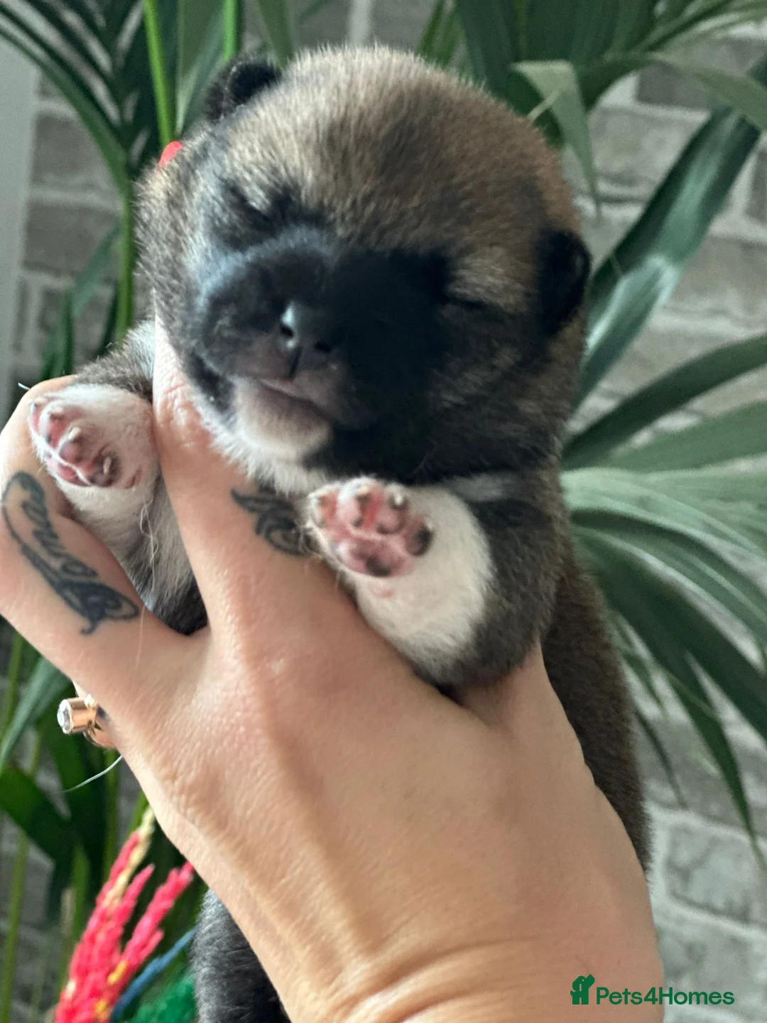 Japanese Shiba Inu dogs for stud: Proven Handsome Stud Shiba Inu in Wisbech - Advert 4