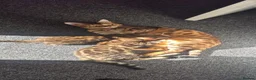 Bengal cats for sale: One Little Princesses - Advert 14