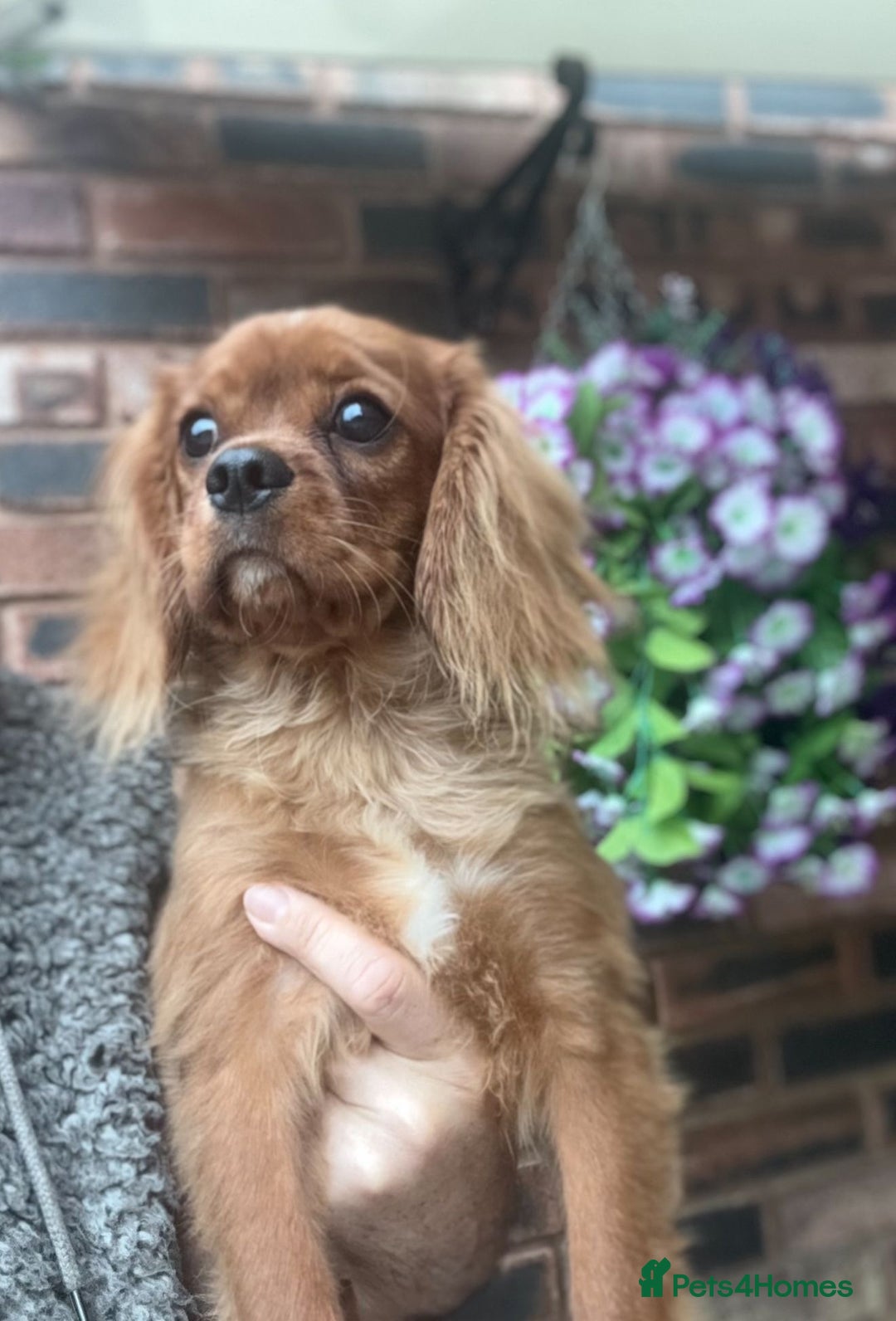 Cavalier King Charles Spaniel dogs for sale: Meet Charlie  - Image 5