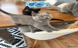 British Shorthair cats for sale: Rare Coloured British Shorthair kittens - Image 5