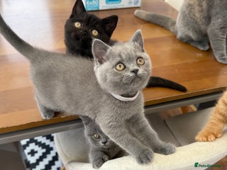 British Shorthair cats - Advert 6