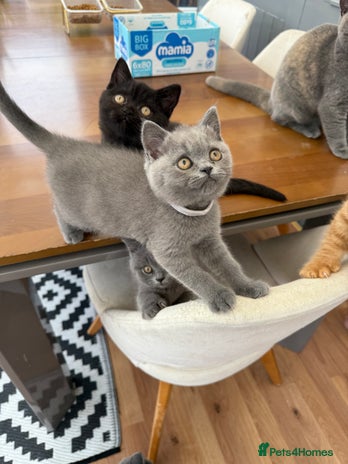British Shorthair cats - Advert 16