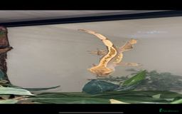 Gecko reptiles for sale: Crested Ghecko  - Advert 2