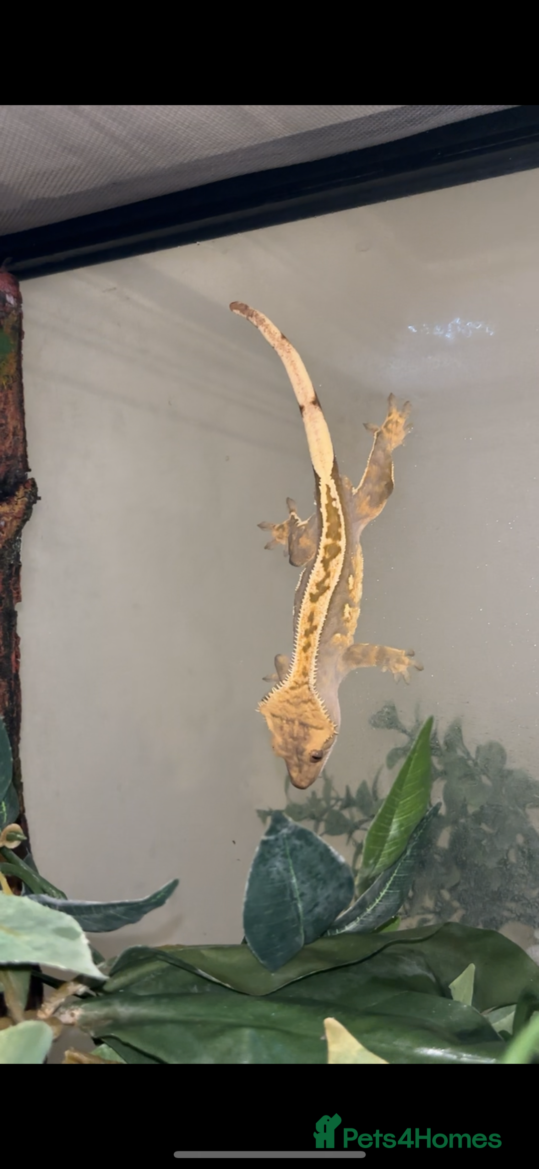 Gecko reptiles for sale: Crested Ghecko  - Advert 2