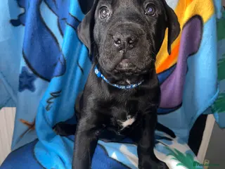 Mastiff dogs 9 beautiful mastiff puppies - Advert 3