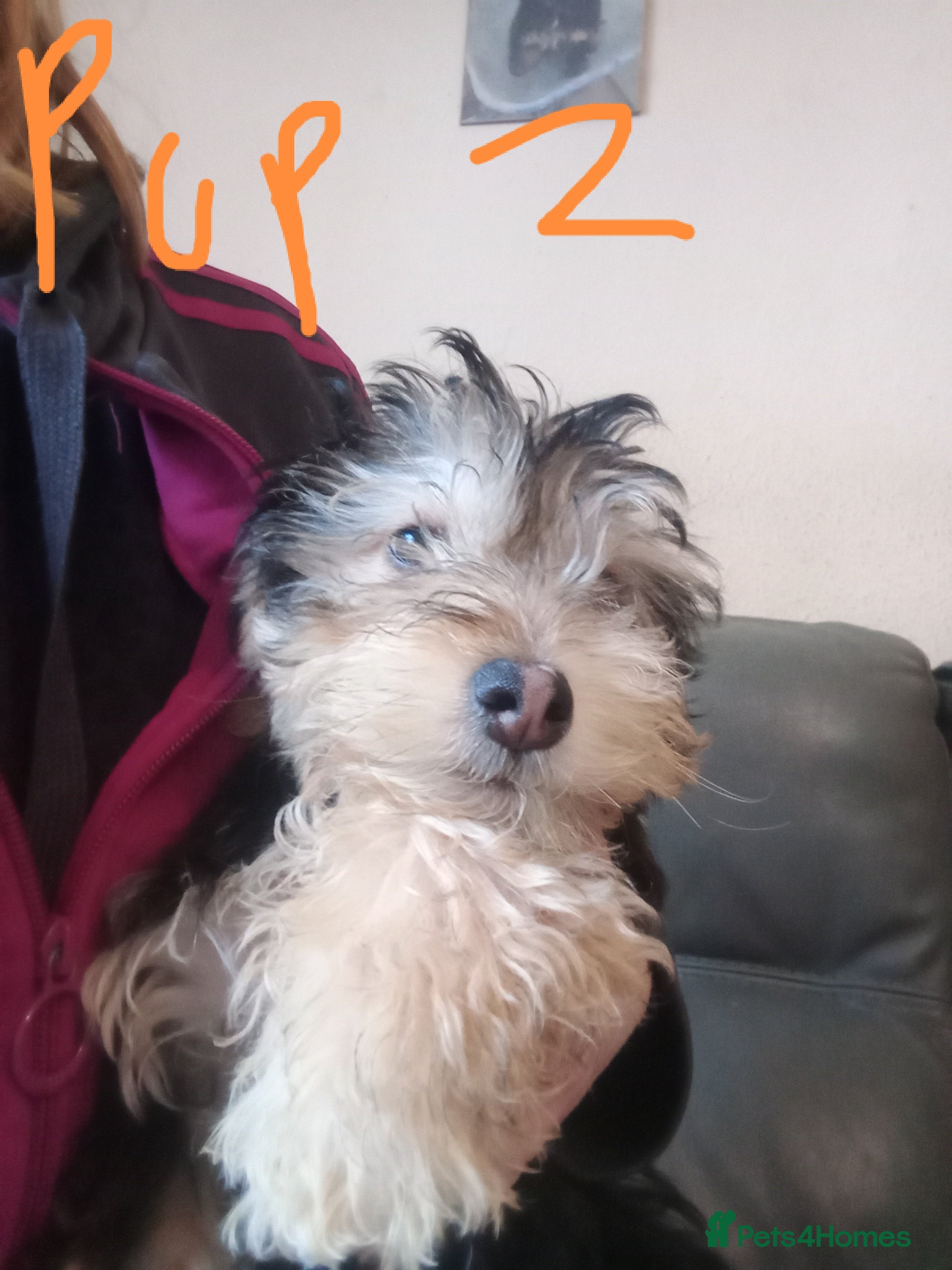 Mixed Breed dogs  Cockapoo x Jack Russell X2 left DNA clr Mum - Advert 10