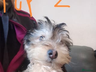 Mixed Breed dogs Cockapoo x Jack Russell X2 left DNA clr Mum - Advert 8