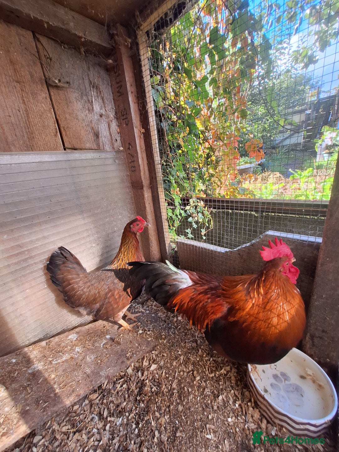Chickens poultry for sale: Welsummer bantams for sale £40 for the pair  - Image 2