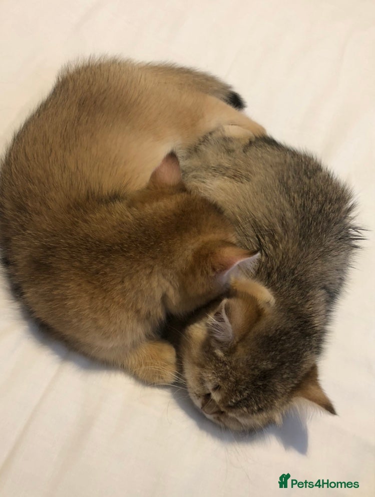 British Shorthair cats Gold British Shorthair Kittens - Advert 1