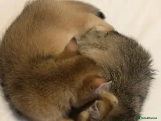 British Shorthair cats Gold British Shorthair Kittens - Advert 1