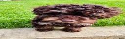 Toy Poodle dogs for sale: Choc phantom poodle  - Advert 4