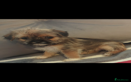 Shorkie dogs for sale: Shorkie puppies for sale - Image 8