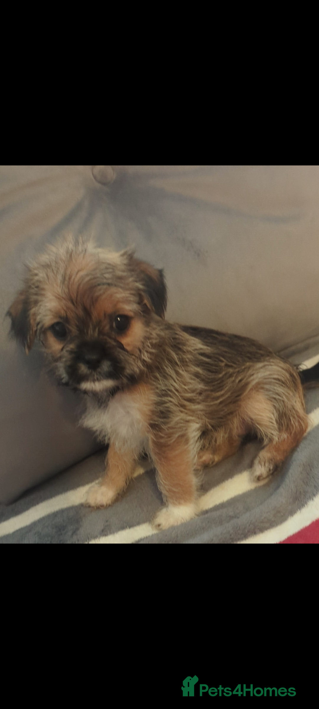 Shorkie dogs for sale: Shorkie puppies for sale - Image 8