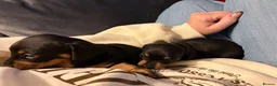 Miniature Dachshund dogs for sale: Black and Tan beautiful miniature dachshunds - Advert 6