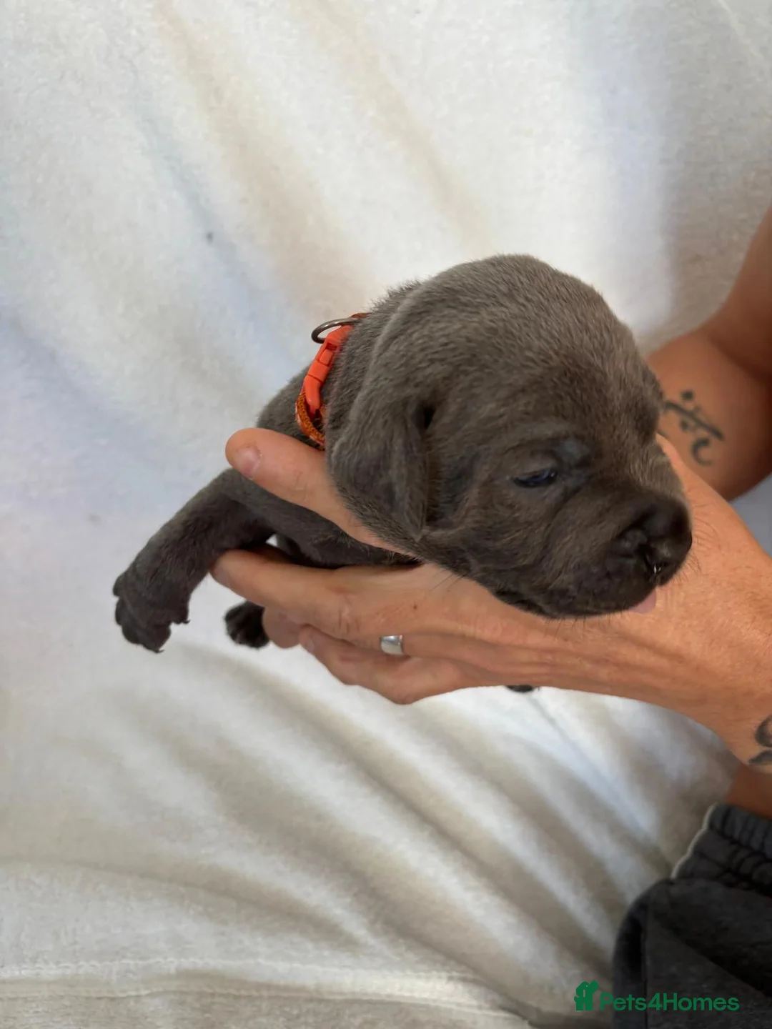 Staffordshire Bull Terrier dogs for sale: Blue Staffordshire bull terrier puppies  - Advert 3