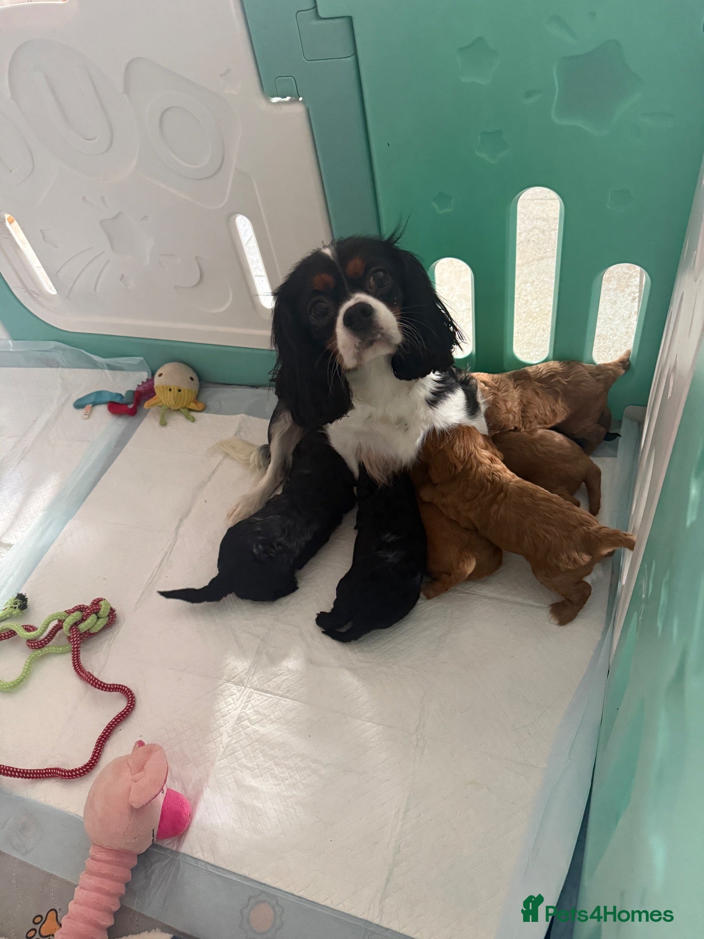 Cavapoo dogs Cavapoo f1 health tested mum and dad here to see - Advert 2