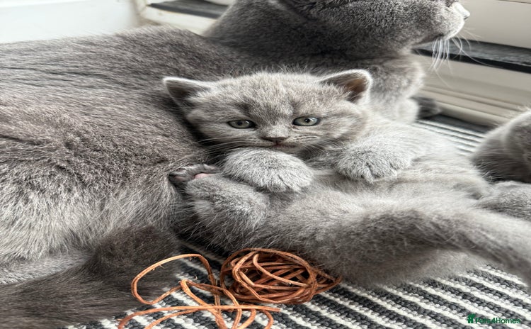 Scottish Fold cats - Advert 2