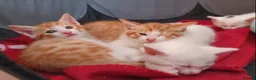 Bengal cats for sale: Bengal cross kittens - Advert 3