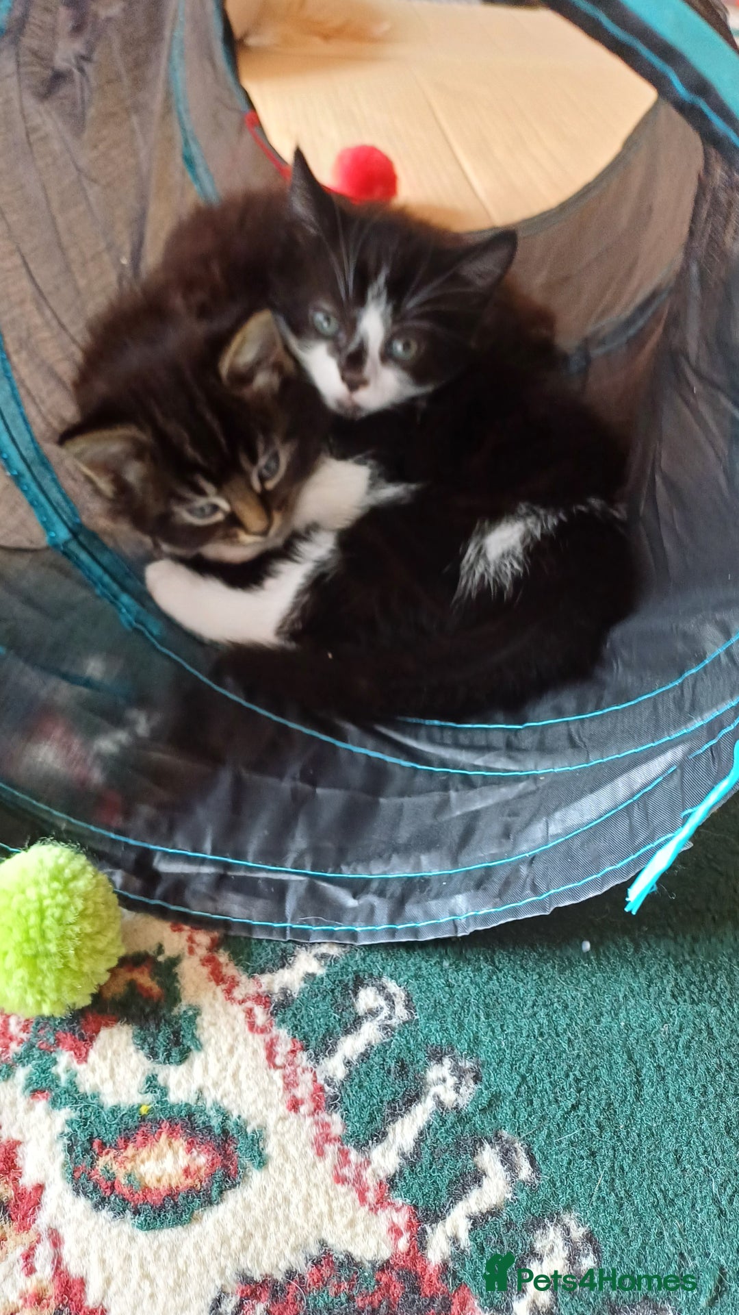 British Shorthair cats for sale: 2 beautiful little kittens ready to be loe - Image 11