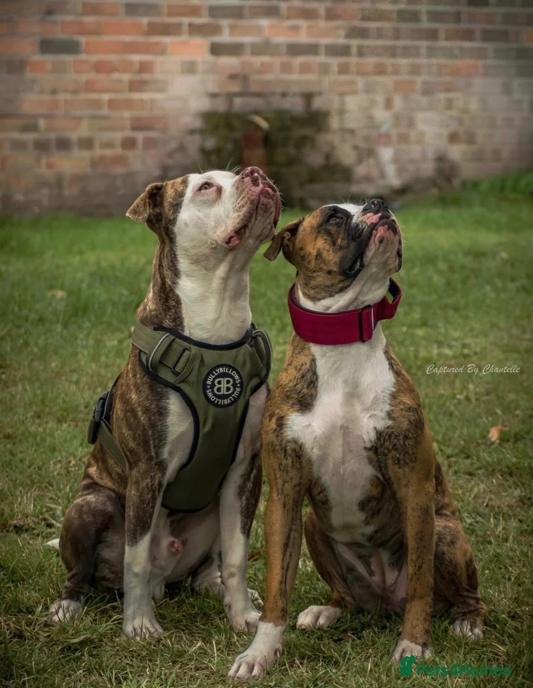 Mixed Breed dogs for sale: American bulldog x staffy  - Advert 10