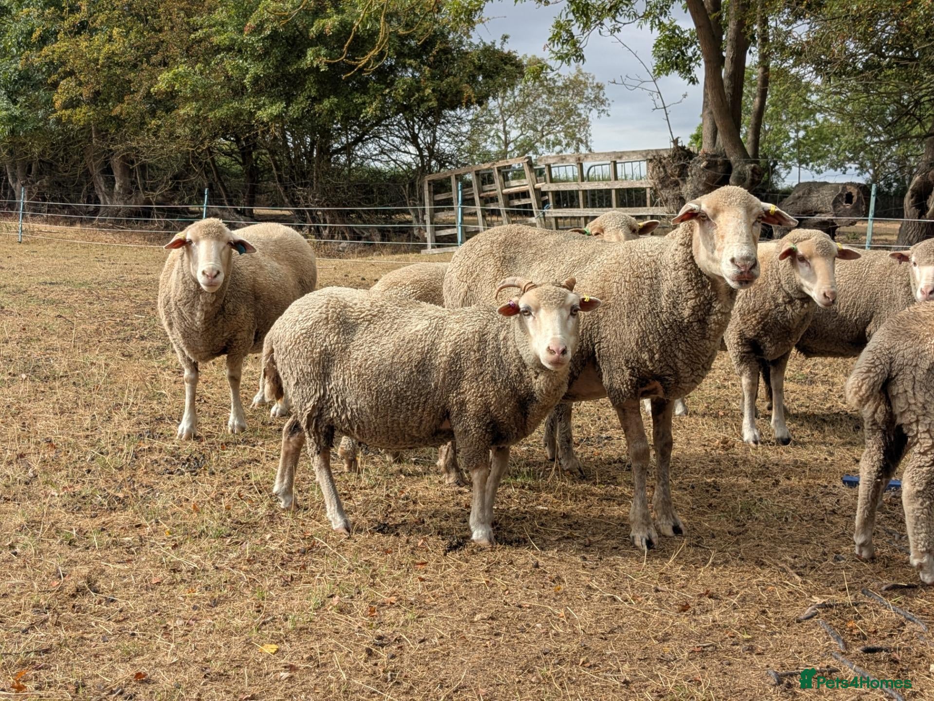 Sheep livestock Merino sheep - Advert 12