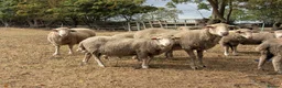 Sheep livestock for sale: Merino sheep - Advert 1