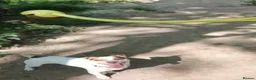 Jack Russell dogs for sale: Milo Jackson Russel  - Advert 6