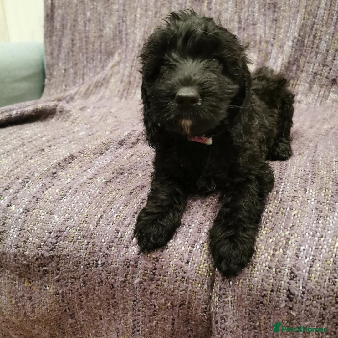 Cockapoo dogs for sale: COCKAPOO PUPPIES FOR SALE ready now  - Image 32