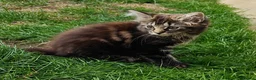 Mixed Breed cats for sale: Little cuties - Advert 28