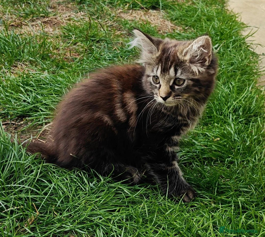 Mixed Breed cats for sale: Little cuties - Advert 28