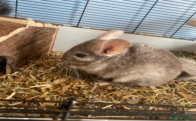 Mixed Breed rodents in Preston - Advert 3