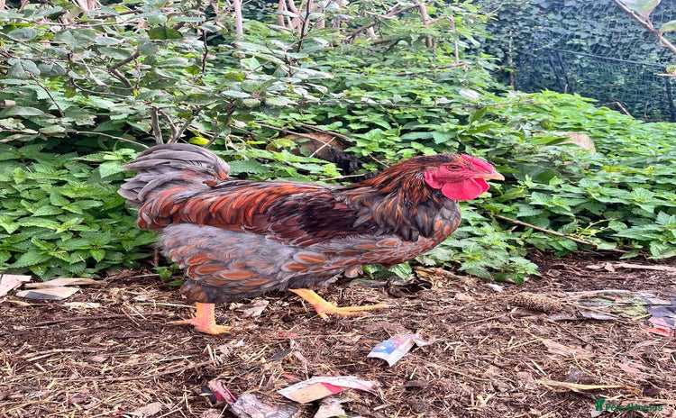 Chickens poultry - Advert 3