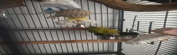 Conures birds for sale: Stunning 18mo male sun conure  in Swansea - Advert 3