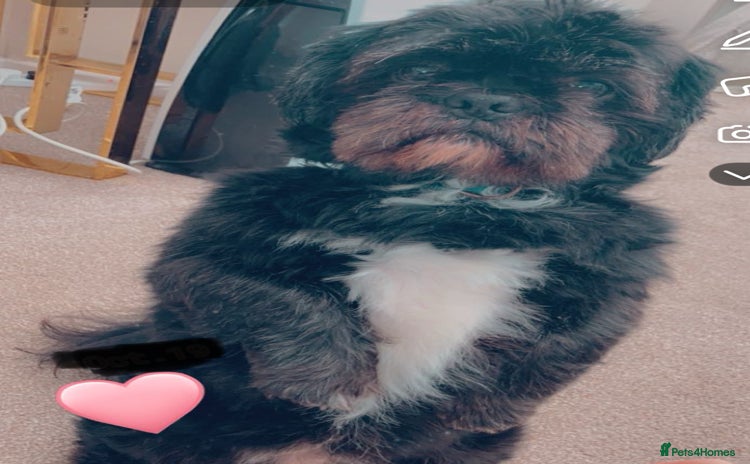 Shih Tzu dogs - Advert 1