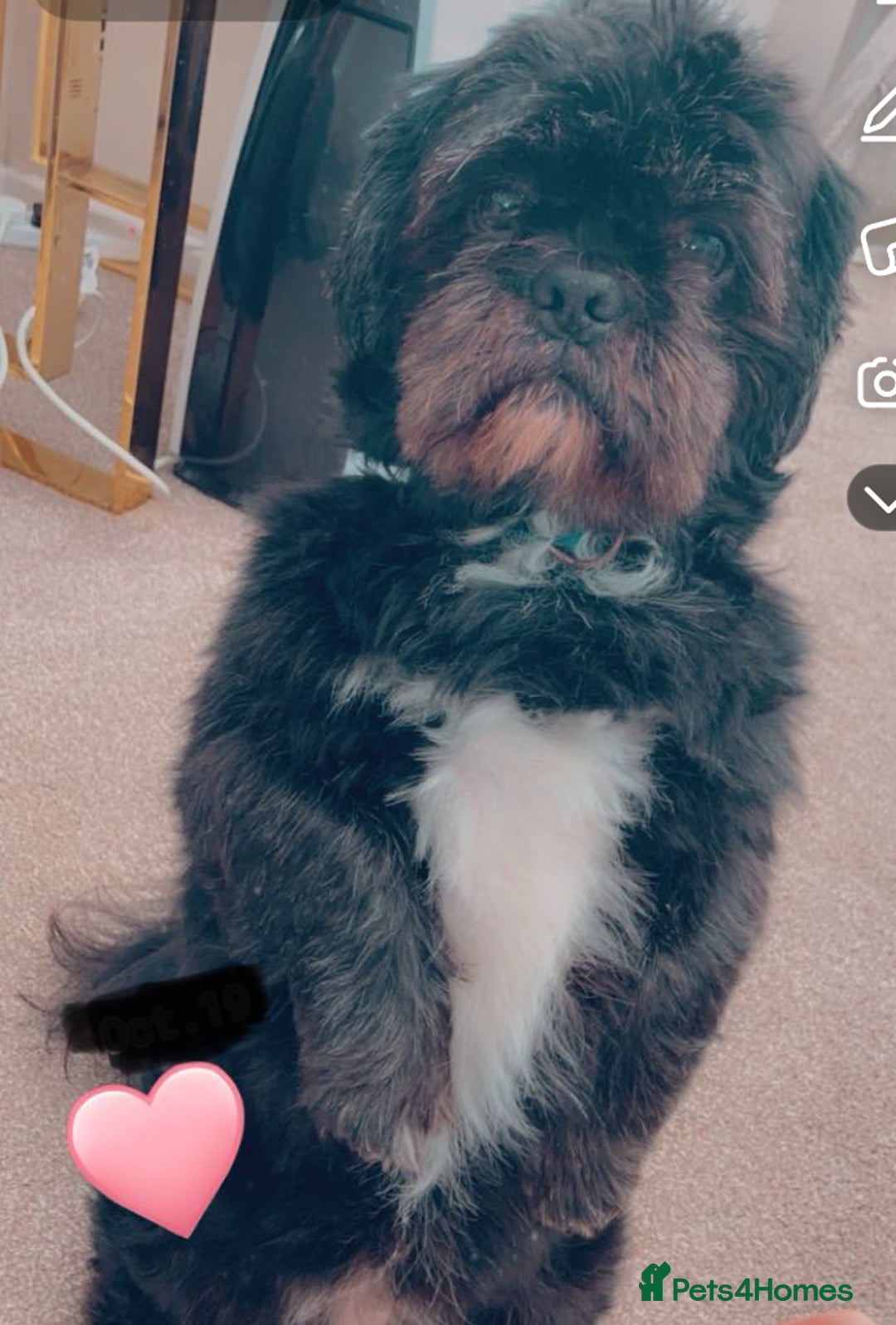 Shih Tzu dogs for stud: Dog for stud  - Image 1