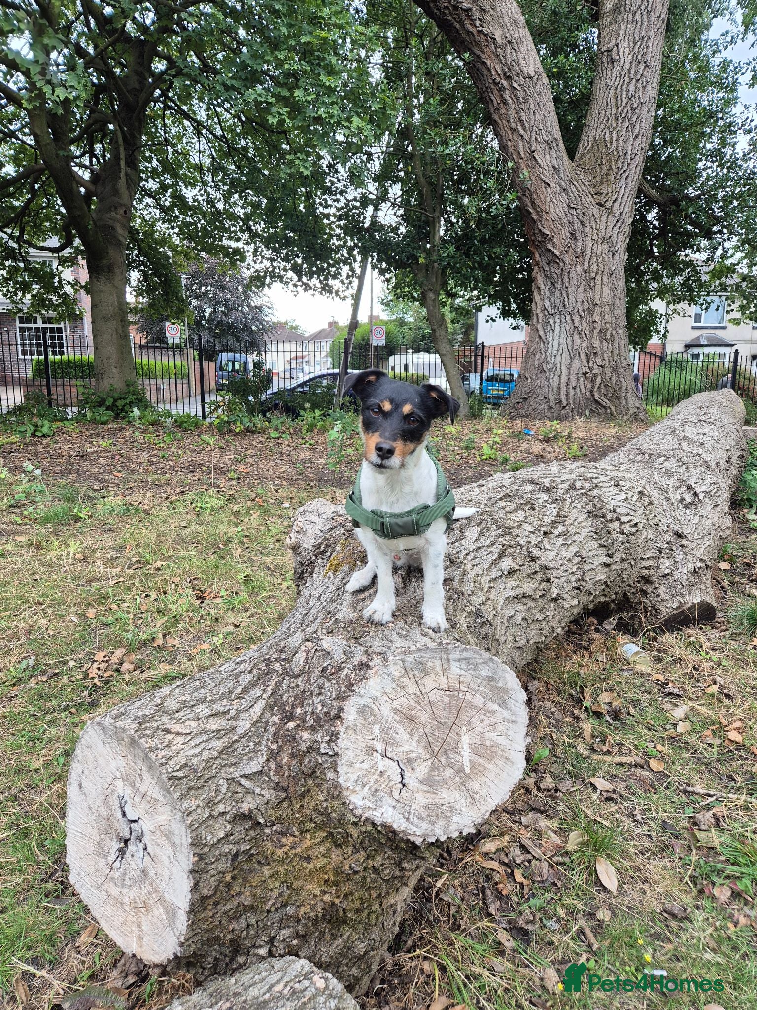 Jack Russell dogs Koa: Loving, Cuddly, Playful & Loyal Companion - Advert 2