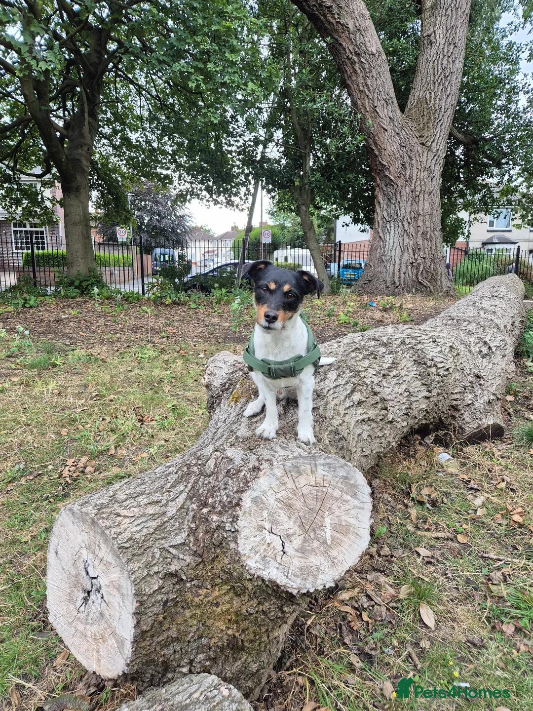 Jack Russell dogs for sale: Koa: Loving, Cuddly, Playful & Loyal Companion - Advert 2