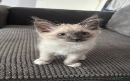 Mixed Breed cats for sale: Ragdoll x Mainecoon boy  - Image 3